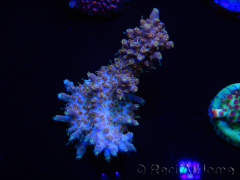 WYSIWYG Acropora 15D5 Mariculture acclimaté led