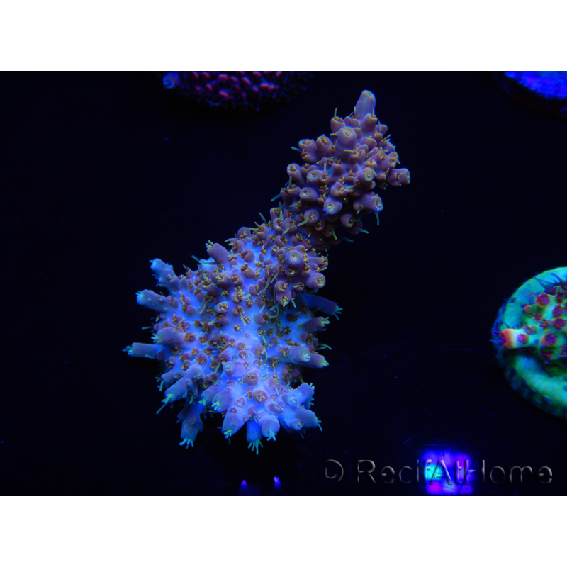 WYSIWYG Acropora 15D5 Mariculture acclimaté led