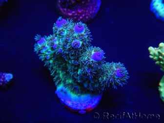 WYSIWYG Acropora 15F3 Australie acclimaté led