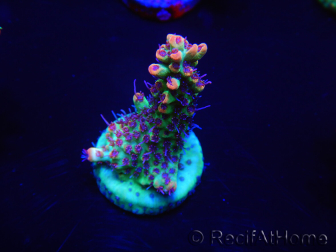 WYSIWYG Acropora microclados 15F4 Australie acclimaté led