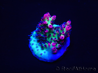 WYSIWYG Acropora microclados 15G1 Australie acclimaté led