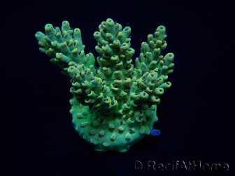 WYSIWYG Acropora 15G2 Mariculture acclimaté led