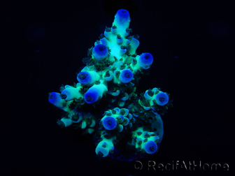 WYSIWYG Acropora 15G6 Australie acclimaté led