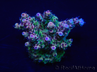 WYSIWYG Acropora rosaria 15H9 Maricoltura acclimatata a LED