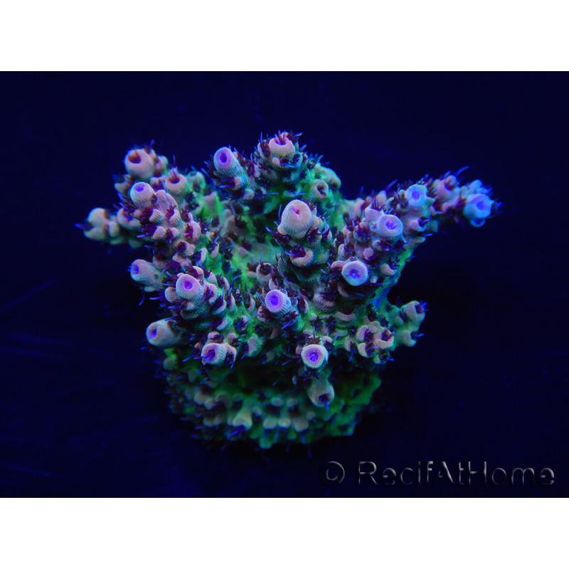 WYSIWYG Acropora rosaria 15H9 Maricoltura acclimatata a LED