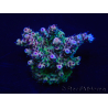 WYSIWYG Acropora rosaria 15H9 Maricoltura acclimatata a LED