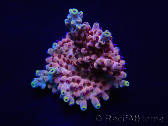 WYSIWYG Acropora rosaria 15I1 Mariculture acclimaté led