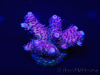 WYSIWYG Acropora millepora 15I6 Mariculture acclimaté led