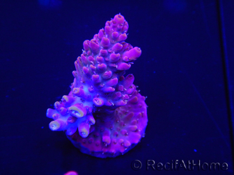 WYSIWYG Acropora rosaria 15I7 Maricultura acclimatata a led