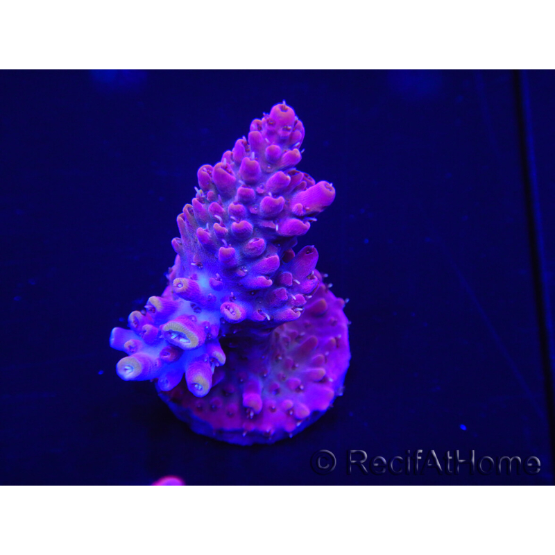 WYSIWYG Acropora rosaria 15I7 Maricultura acclimatata a led