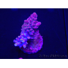 WYSIWYG Acropora rosaria 15I7 Maricultura acclimatata a led