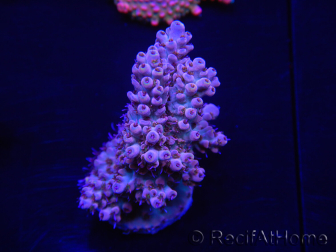 WYSIWYG Acropora 15J1 Mariculture acclimaté led