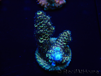 WYSIWYG Acropora 15J4 Mariculture acclimaté led