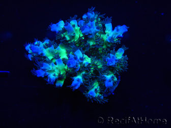 WYSIWYG Acropora 15J6 Fidji acclimaté led