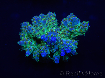 WYSIWYG Acropora 15J7 Fidji acclimaté led