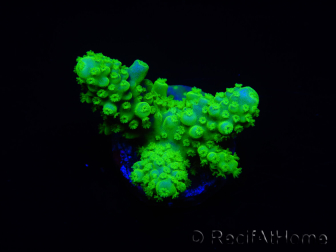 WYSIWYG Acropora 15J10 Maricoltura acclimatata a LED