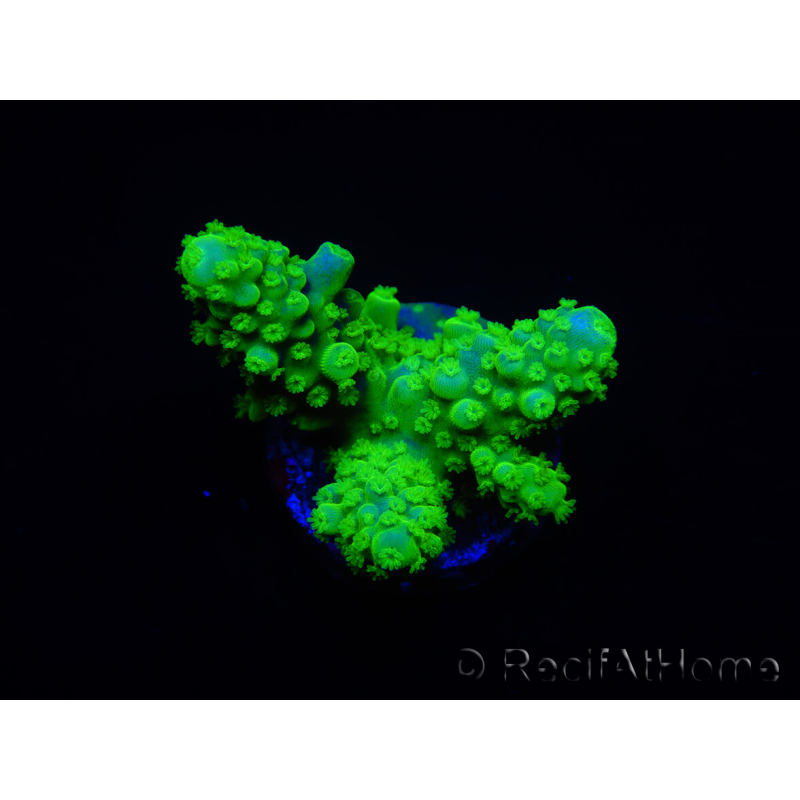 WYSIWYG Acropora 15J10 marikulturell akklimatisiert LED