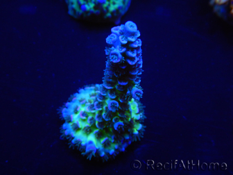 WYSIWYG Acropora tenuis 15K2 Mariculture acclimaté led