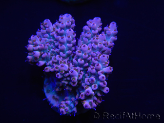 WYSIWYG Acropora 15K8 Mariculture acclimaté led