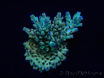 WYSIWYG Acropora 15K9 Mariculture acclimaté led