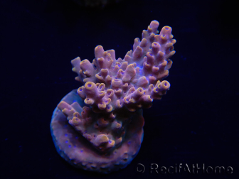 WYSIWYG Acropora 15L4 Mariculture acclimaté led