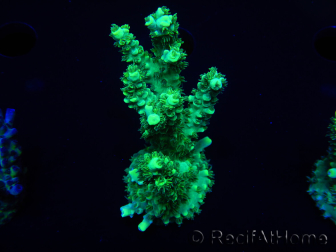 WYSIWYG Acropora aculeus 15L6 Australie acclimaté led