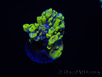 WYSIWYG Acropora 15L10 Maricoltura acclimatata a LED