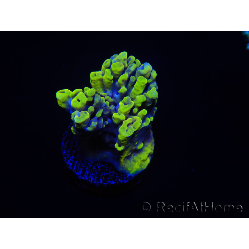 WYSIWYG Acropora 15L10 Maricoltura acclimatata a LED