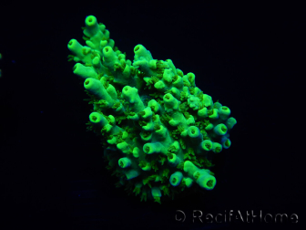 WYSIWYG Acropora aculeus 15M2 Australie acclimaté led