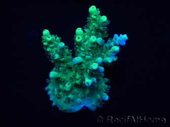 WYSIWYG Acropora aculeus 15M9 Australie acclimaté led