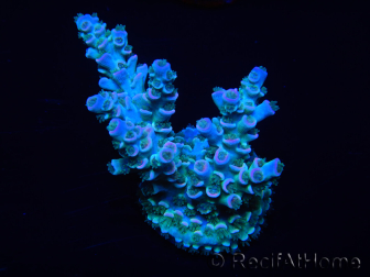 WYSIWYG Acropora tenuis 15N3 Mariculture acclimaté led