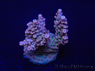 WYSIWYG Acropora 15N4 Mariculture acclimaté led