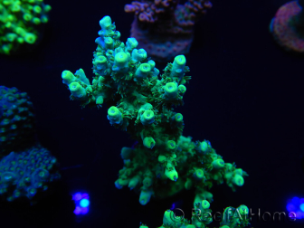 WYSIWYG Acropora aculeus 15N5 Australie acclimaté led