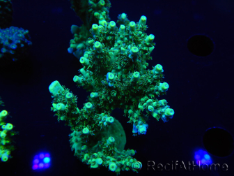 WYSIWYG Acropora aculeus 15N6 Australie acclimaté led