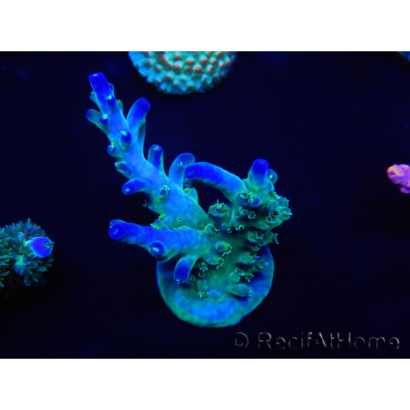 WYSIWYG Acropora 15N10 Maricultura aclimatada led