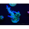 WYSIWYG Acropora 15N10 Maricultura aclimatada led