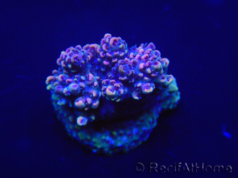 WYSIWYG Acropora 15O1 Mariculture Acclimaté led