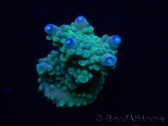 WYSIWYG Acropora 15P4 Mariculture acclimaté led