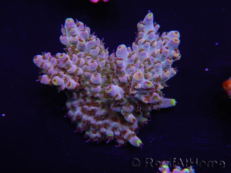 WYSIWYG Acropora anthocercis 15C9 Australia acclimatato a led