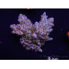 WYSIWYG Acropora anthocercis 15C9 Australia acclimatato a led