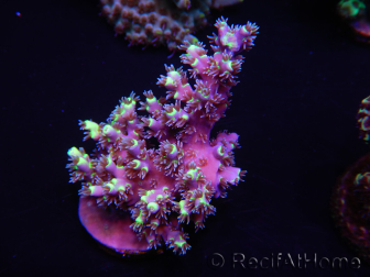 WYSIWYG Acropora 15C10 Maricultured acclimated LED