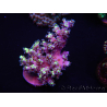 WYSIWYG Acropora 15C10 Maricultured acclimated LED