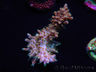 WYSIWYG Acropora 15D5 Mariculture acclimaté led