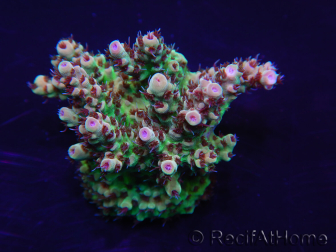 WYSIWYG Acropora rosaria 15H9 Maricoltura acclimatata a LED