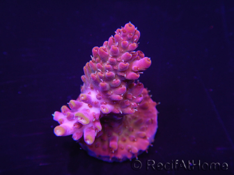 WYSIWYG Acropora rosaria 15I7 Maricultura acclimatata a led