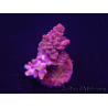 WYSIWYG Acropora rosaria 15I7 Maricultura acclimatata a led