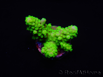 WYSIWYG Acropora 15J10 Maricoltura acclimatata a LED