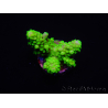 WYSIWYG Acropora 15J10 Maricoltura acclimatata a LED