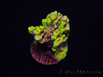 WYSIWYG Acropora 15L10 Maricoltura acclimatata a LED