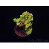 WYSIWYG Acropora 15L10 Maricoltura acclimatata a LED